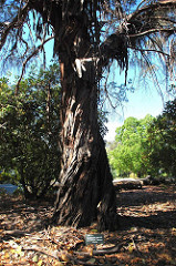 Eucalytus at Gavilan College