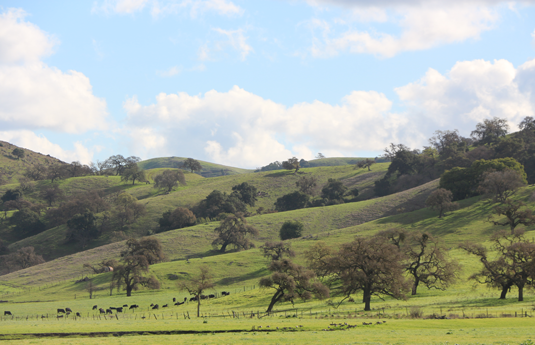 Coyote Valley view